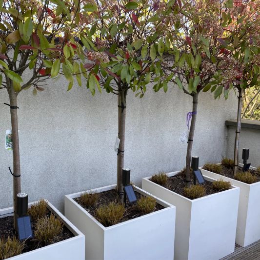 Solar spot Accent met grondspies warm wit