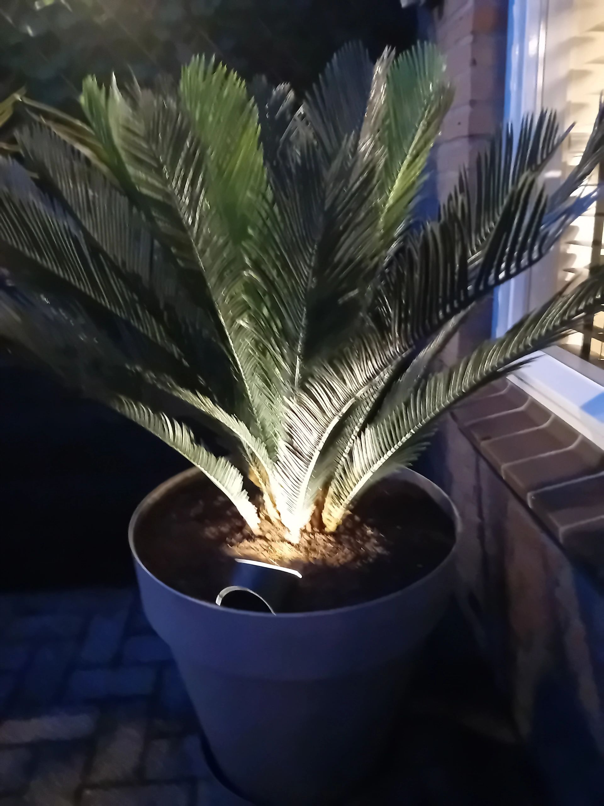 Solar wandlamp Quinn RVS zwart op zonne energie 2 stuks