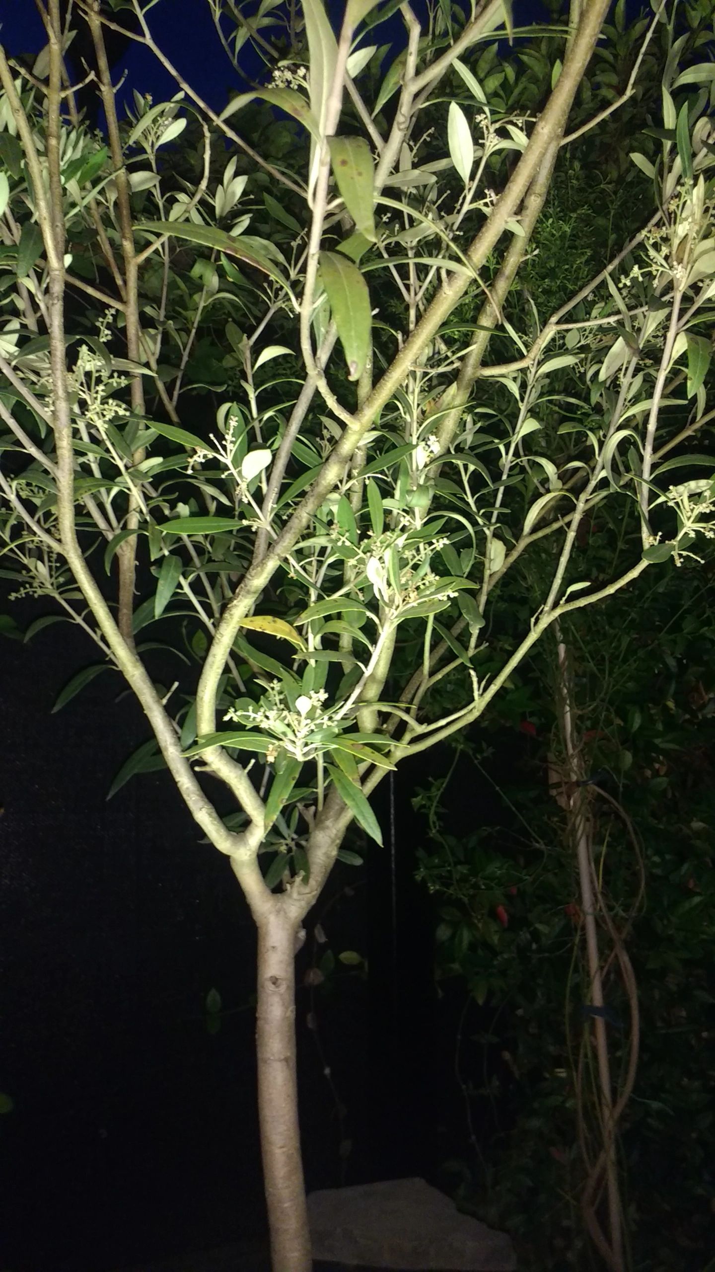 Solar spot Pulse 1 - Tuinspot op zonne energie met dimstand