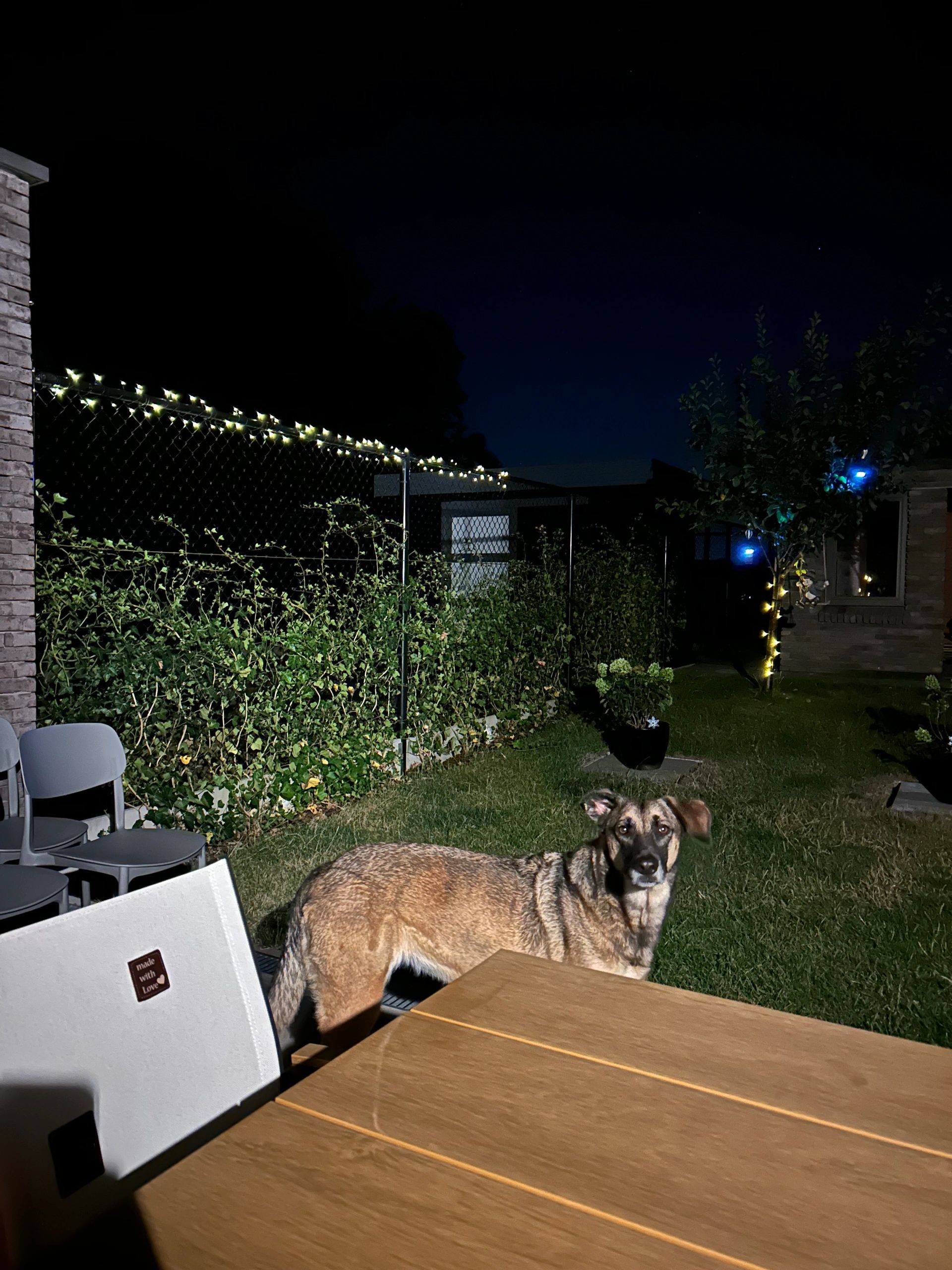 Solar kerstverlichting Holly - Solar feestverlichting met 100 leds - warm wit licht